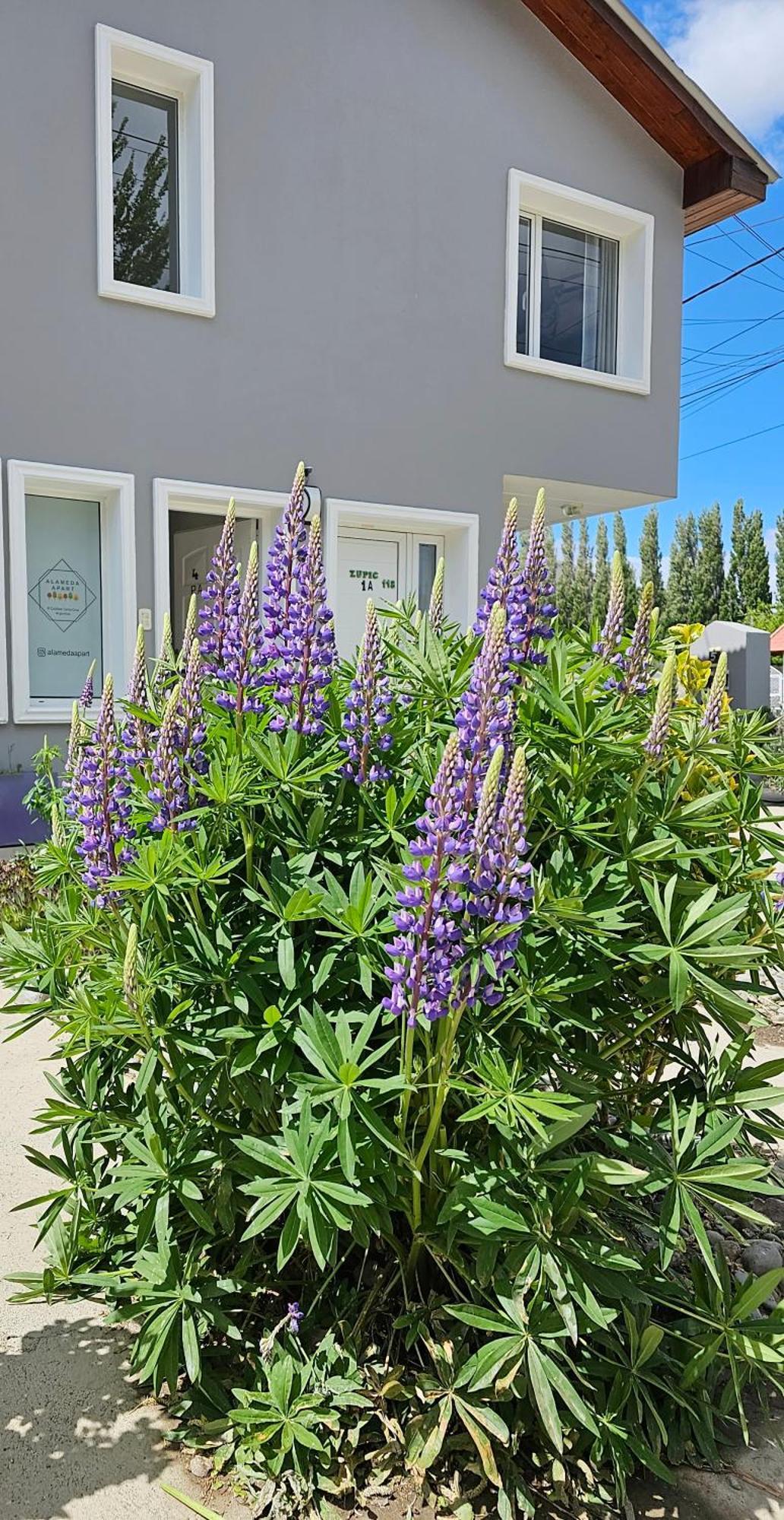 Alameda Apart El Calafate Zewnętrze zdjęcie